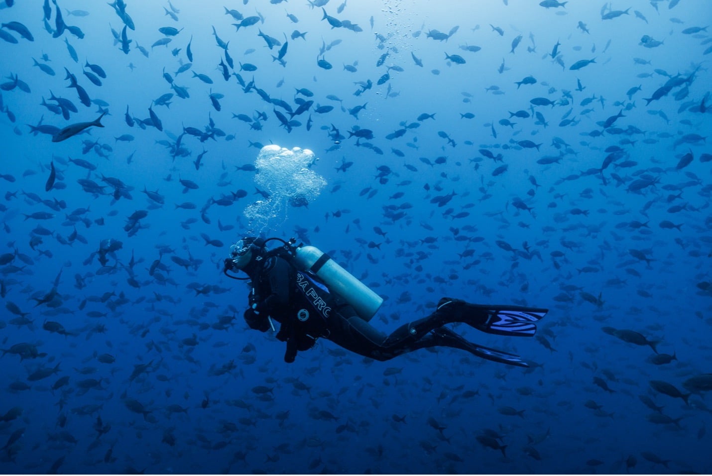 Un plongeur dans l’océan entouré de poissons.